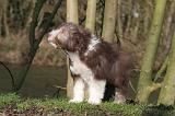 BEARDED COLLIE 314